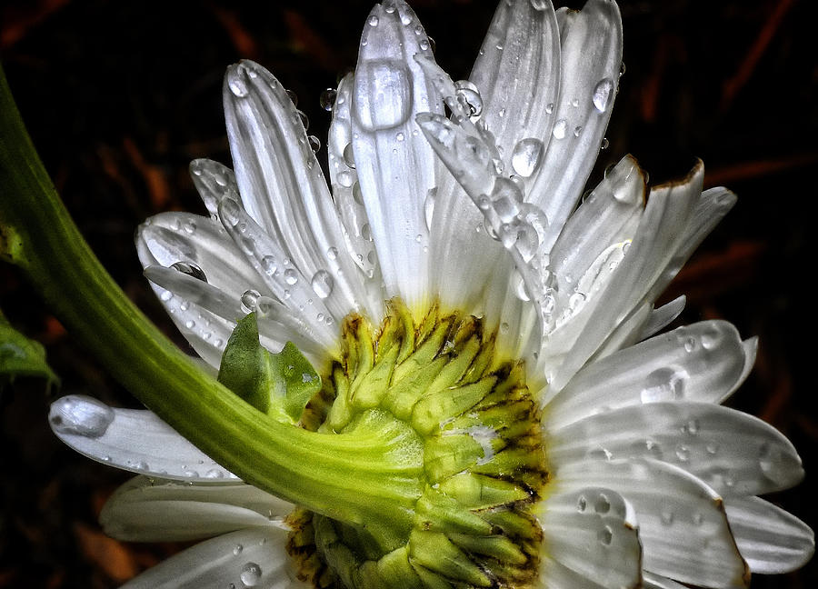 Wet Flower Photograph by Peg Runyan
