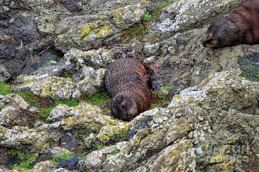 Wet fur seals Photograph by Patricia Hofmeester