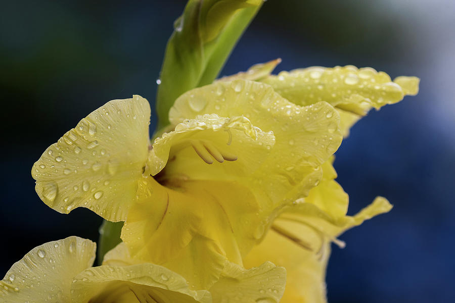 Wet Gladiolus Blossom Photograph by Robert Potts