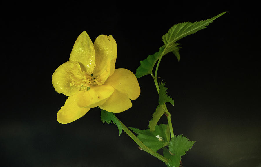 Wet Golden Flower Photograph by Douglas Barnett