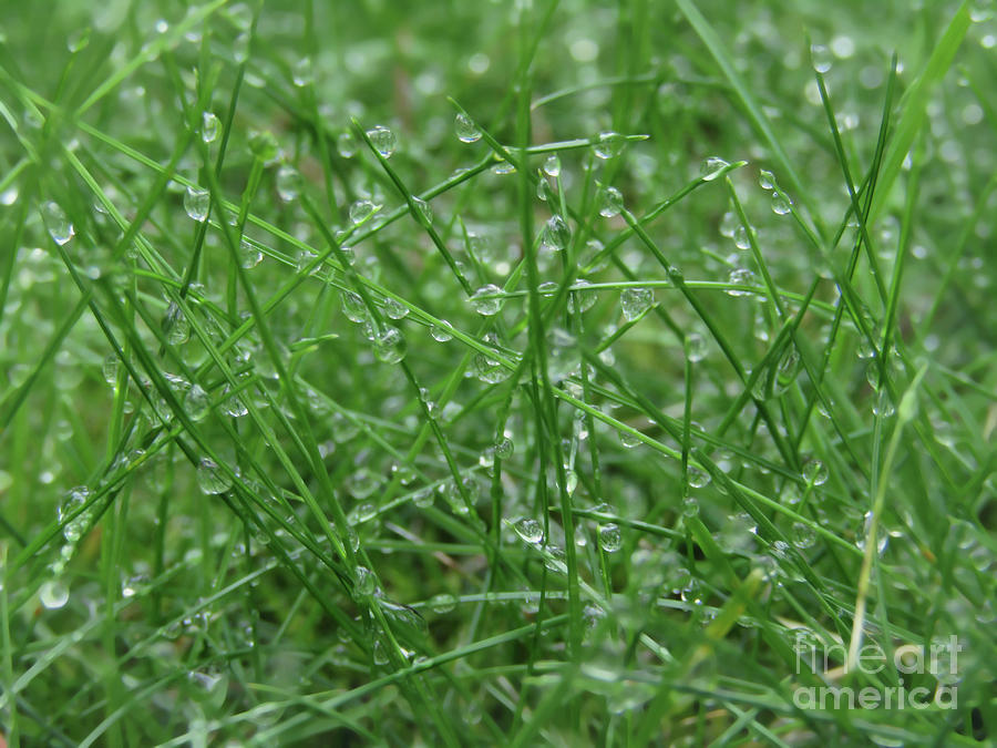 Wet Grass 2 Photograph by Kim Tran
