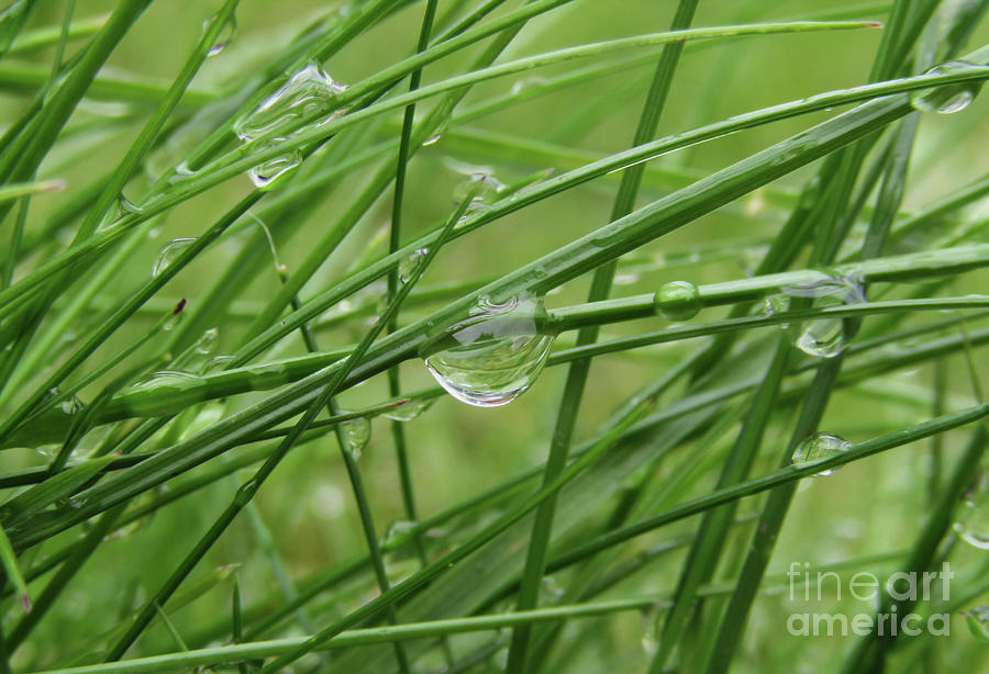 Nature Photograph - Wet Grass 3 by Kim Tran