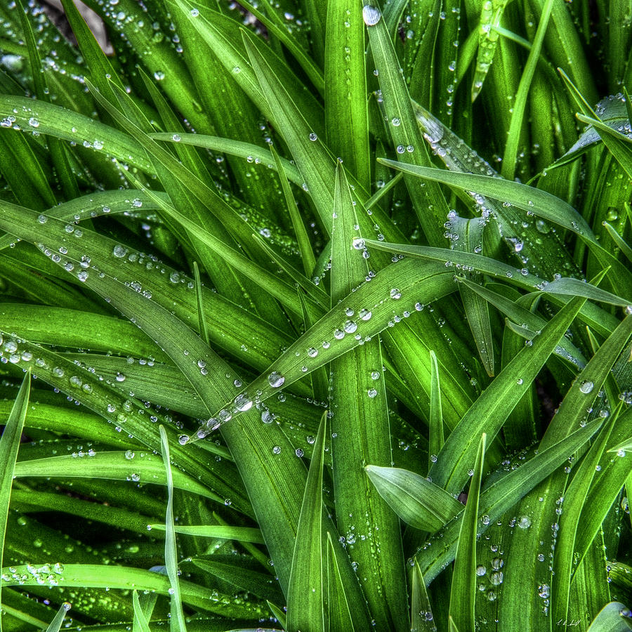 Картинка влажность воздуха. Влажность воздуха картинки. Wet grass.