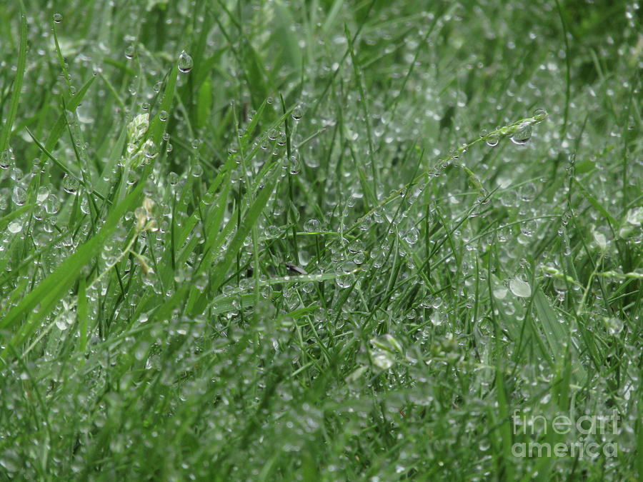 Wet Grass Photograph by Kim Tran