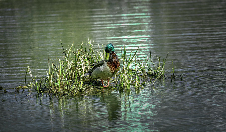 Wet green #g2 Photograph by Leif Sohlman