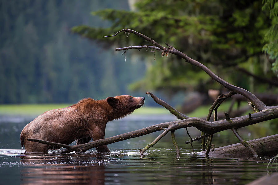 Wet Grizzly Photograph by Bill Cubitt