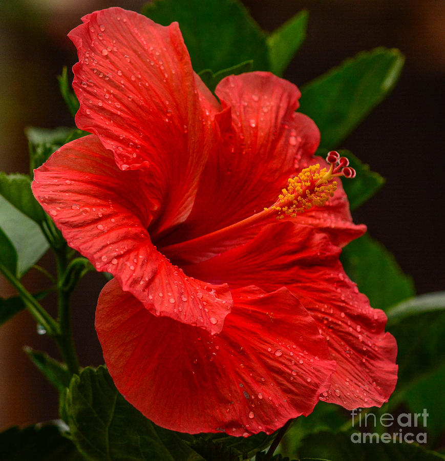 Wet Hibiscus Photograph by Barry Bohn