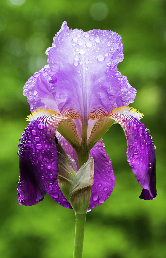 Up Movie Photograph - Wet Iris by Clifford Pugliese