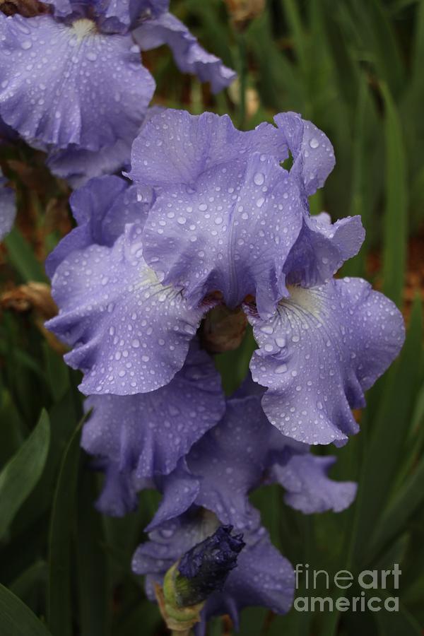 Iris Photograph - Wet Iris by John Franke