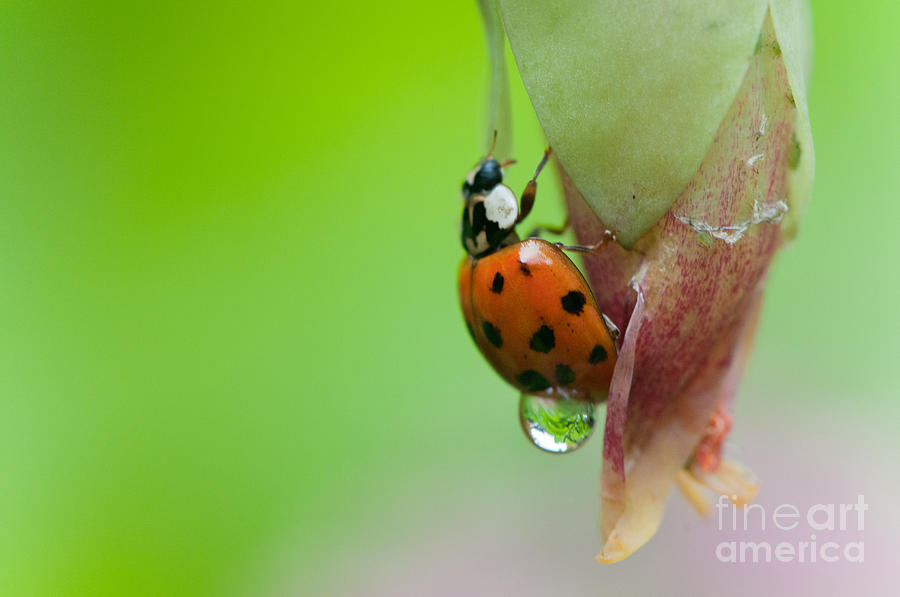 Wet ladybug Photograph by Cesar Marino - Fine Art America