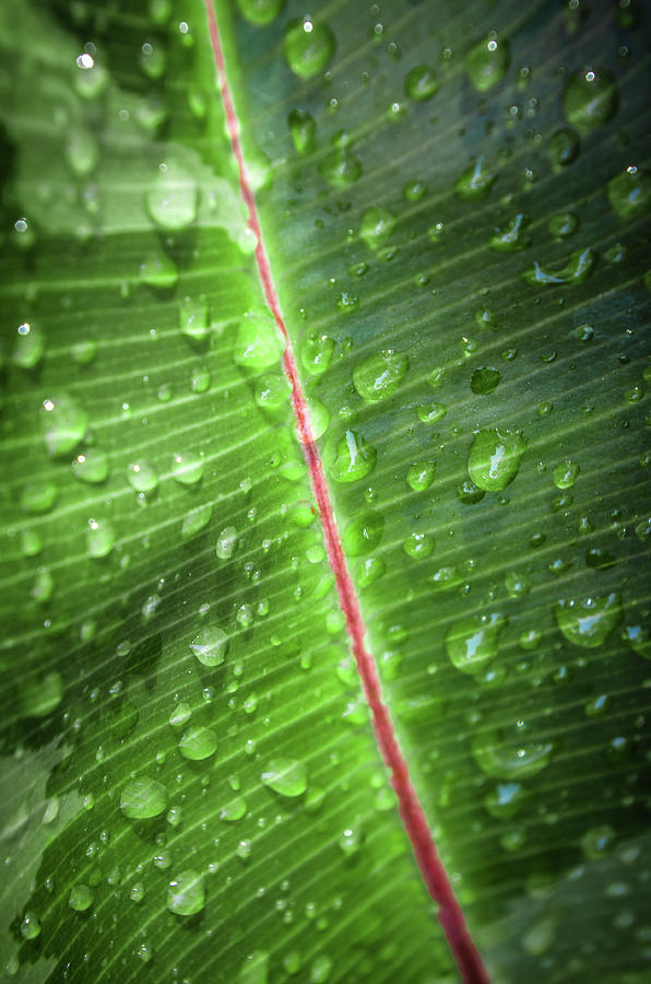 Wet Leaf Photograph by Carlos Caetano