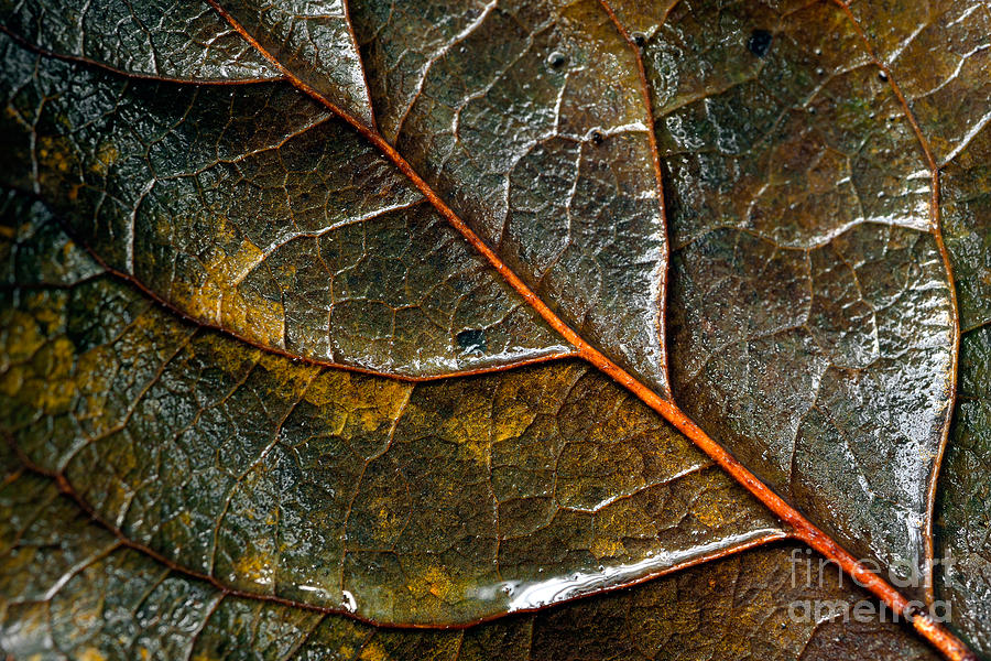 Wet Leaf Photograph by Terry Elniski