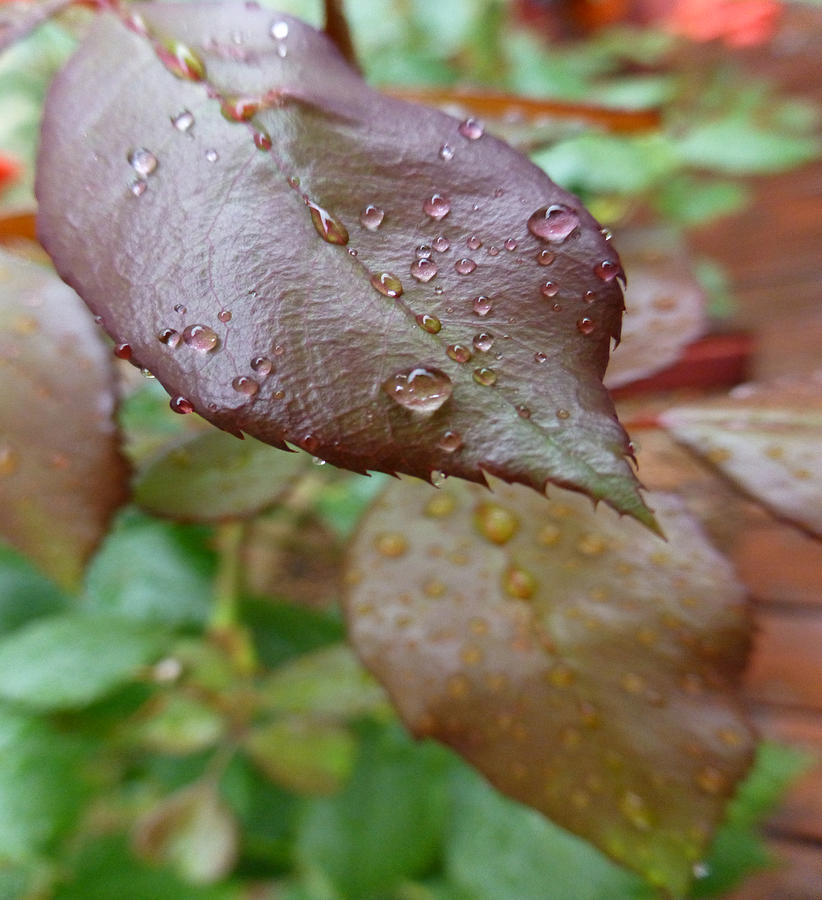 Wet LEaves Photograph by Claudia Goodell
