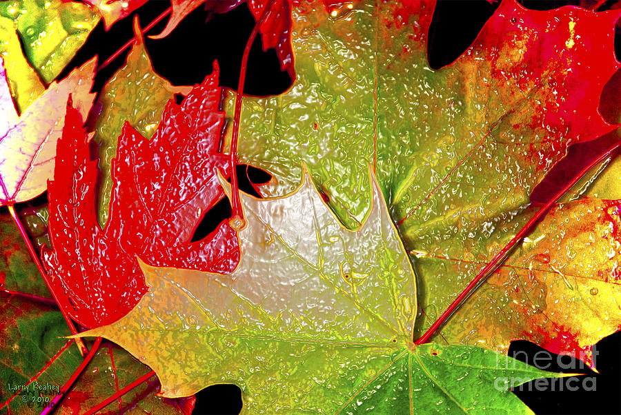 Tree Photograph - Wet Leaves of Fall by Larry Keahey