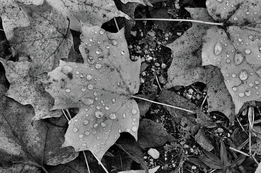 Wet Leaves Of Fall On The Ground BW  Photograph by Lyle Crump