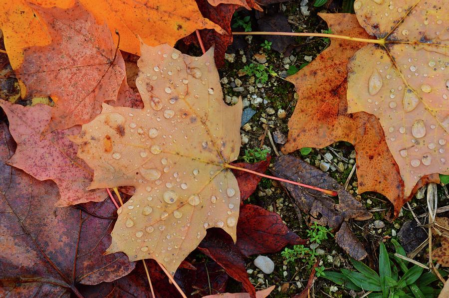 Wet Leaves Of Fall On The Ground  Photograph by Lyle Crump