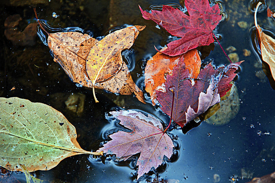 Wet Leaves Photograph by Susan Bandy