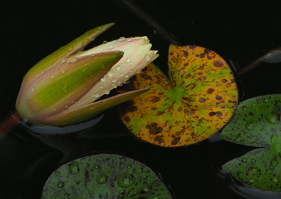Wet Lily Photograph by Farol Tomson