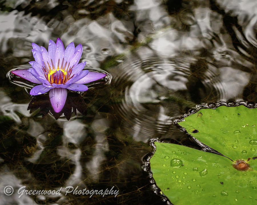Wet Lily Photograph by Les Greenwood