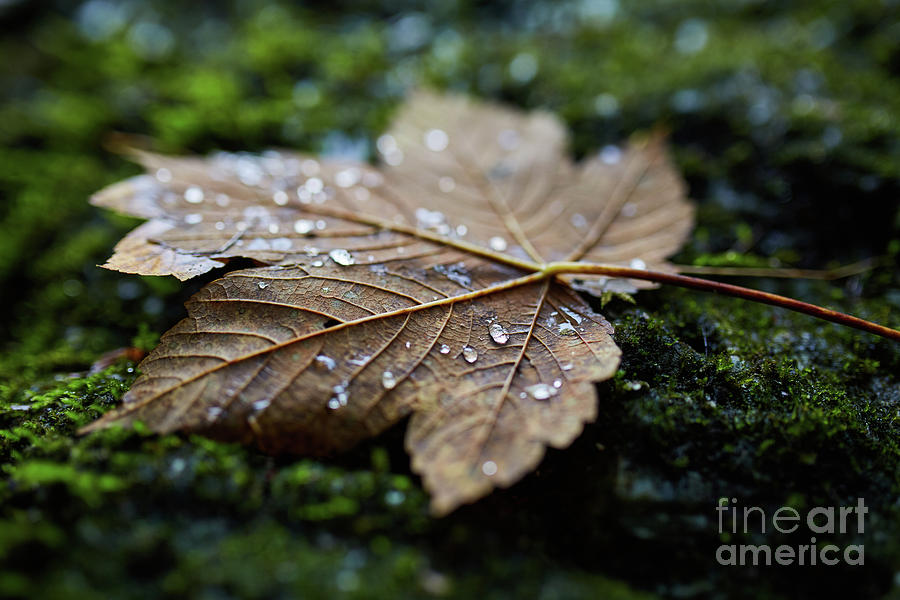 Wet maple leaf closeup Photograph by Ragnar Lothbrok