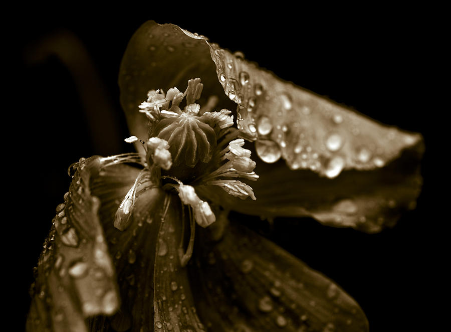 Wet Opium Poppy Photograph by Frank Tschakert