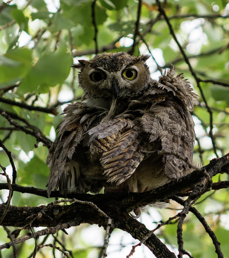 Wet Owl Photograph by Douglas Killourie