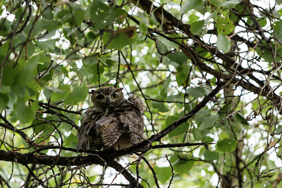 Wet Owl - Wide View Photograph by Douglas Killourie