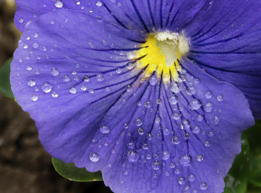 Wet Pansy Photograph by Jean Noren