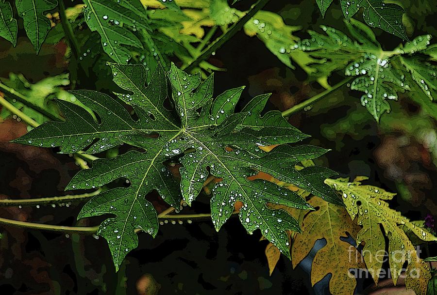 Wet Papaya Leaves Photograph by Craig Wood