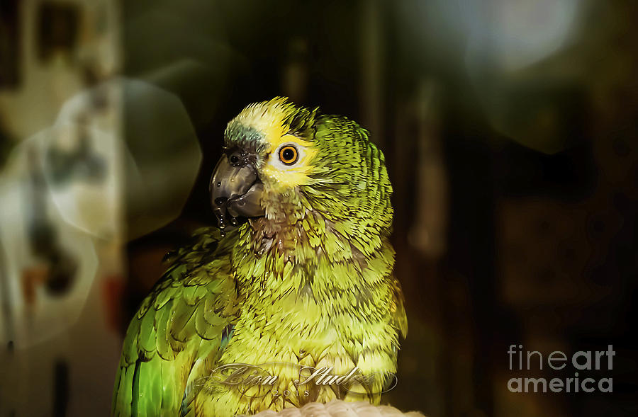 Wet Parrot Photograph by Melissa Messick
