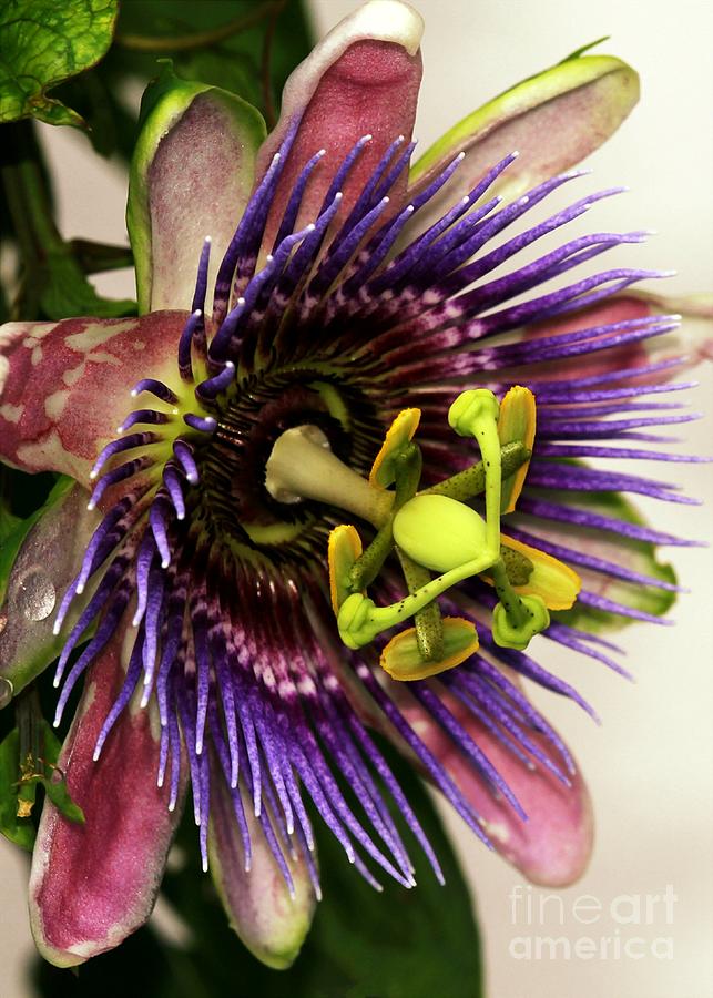 Wet Passion Flower Photograph by Sabrina L Ryan