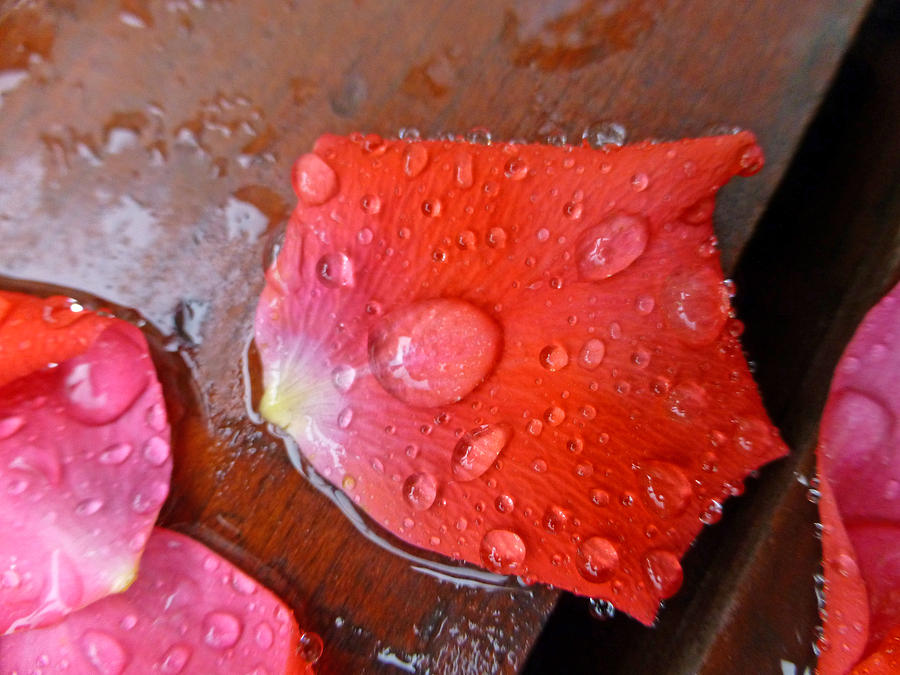 Wet Petal 1 Photograph by Claudia Goodell