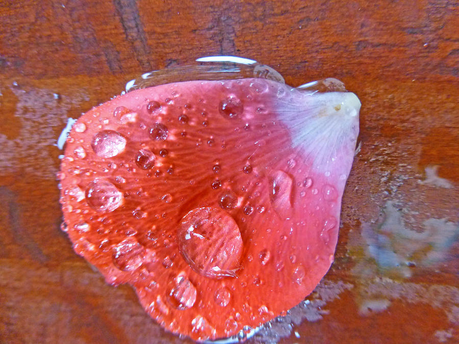 Wet Petal 2 Photograph by Claudia Goodell