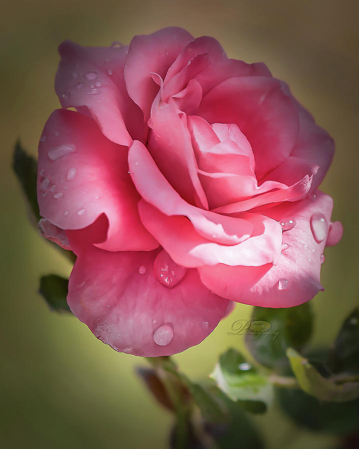 Wet Pink Rose Photograph By Michael Johnk Pixels