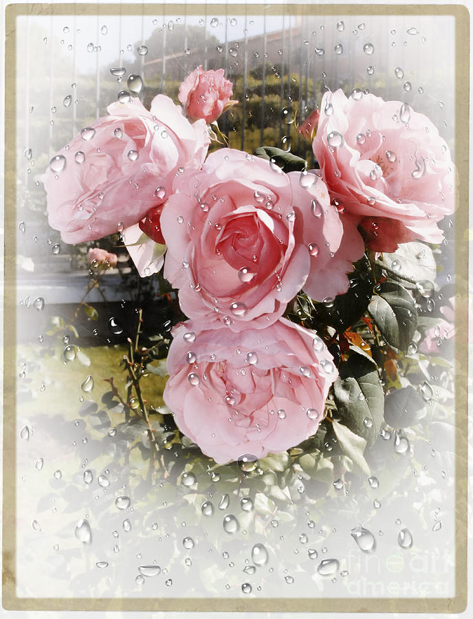 Wet Pink Roses Photograph by Stefano Senise