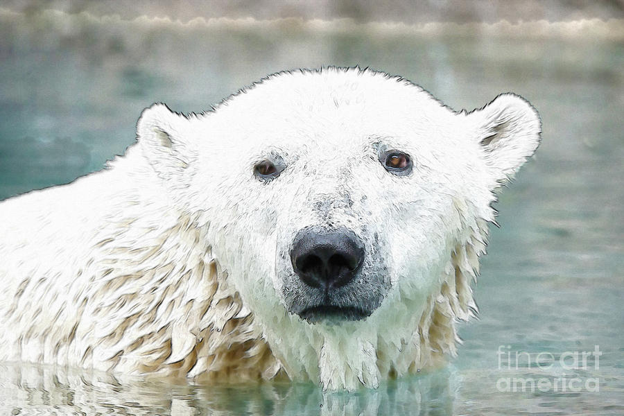 Wet Polar Bear Photograph by Ed Taylor