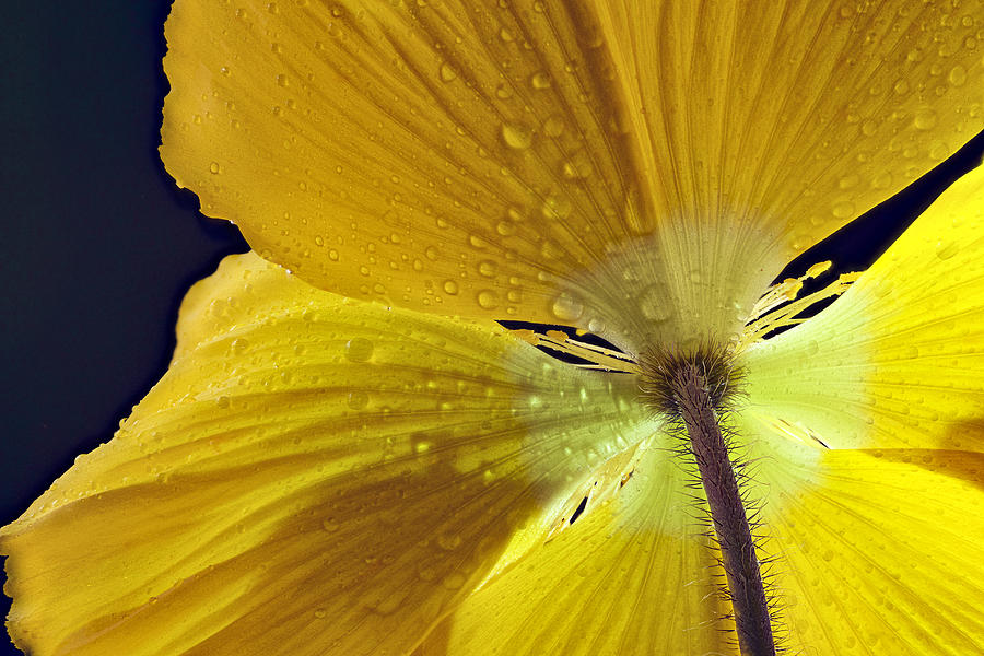 Wet Poppy Backside Photograph by Jean Noren
