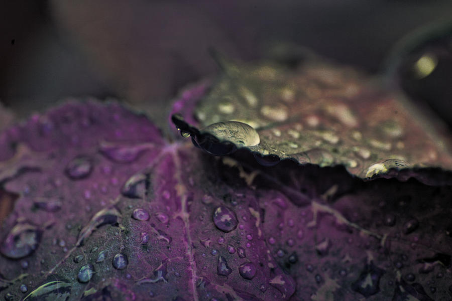 Wet Purple Leaves Painting by Bonnie Bruno