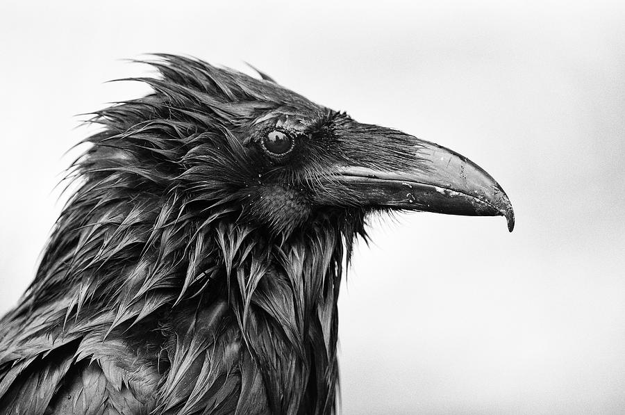 Yellowstone National Park Photograph - Wet Raven by Max Waugh