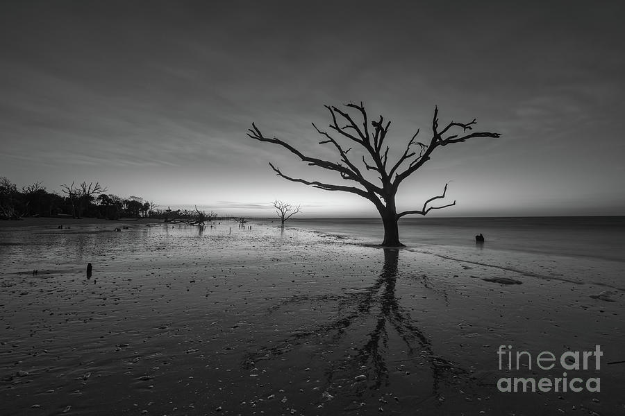 Tree Photograph - Wet Reflections at Botany Bay Beach BW by Michael Ver Sprill