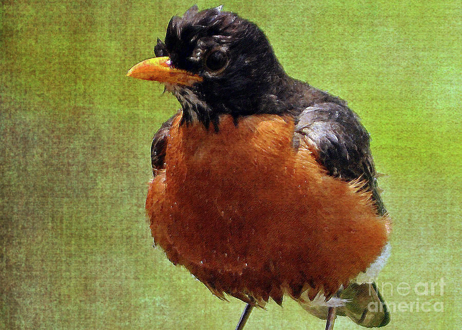 Wet Robin Photograph by Lydia Holly