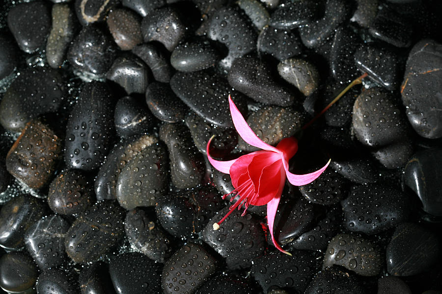 Nature Photograph - Wet Rocks With Fuscia Flower by Mike Ledray