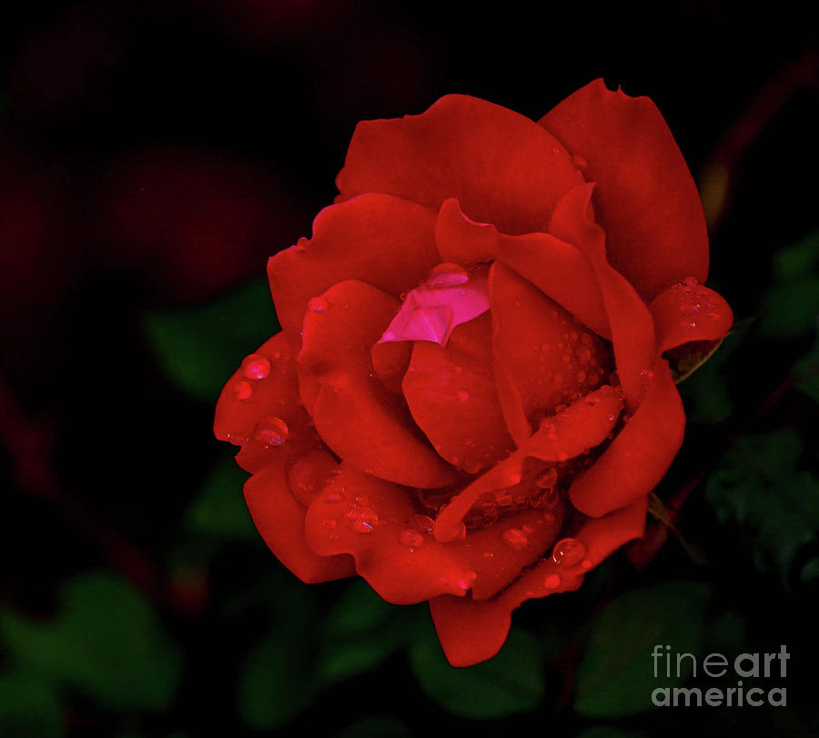 Wet Rose Photograph by Barry Bohn