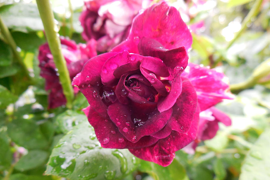 Wet Rose Photograph by Captain Debbie Ritter Wet Rose Photograph by Captain Debbie Ritter