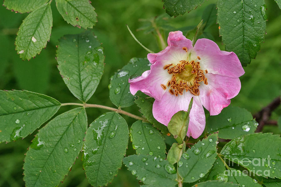 Mountain Photograph - Wet Rose by Charles Kozierok