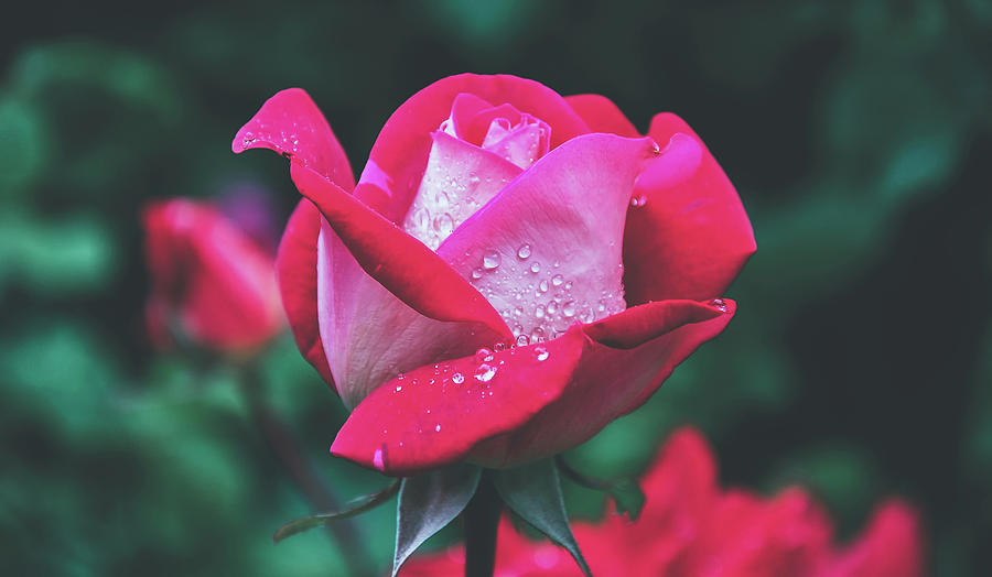Wet Rose Photograph by Mountain Dreams