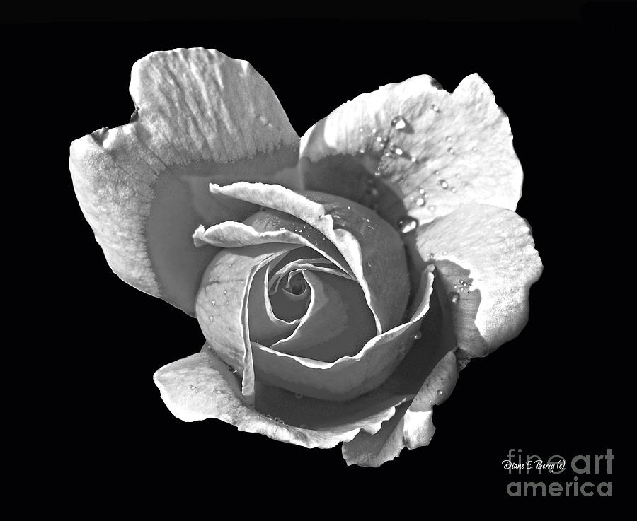 Wet Rose Portrait Photograph by Diane E Berry