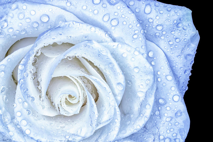 Wet Rose Photograph by Sandi Kroll