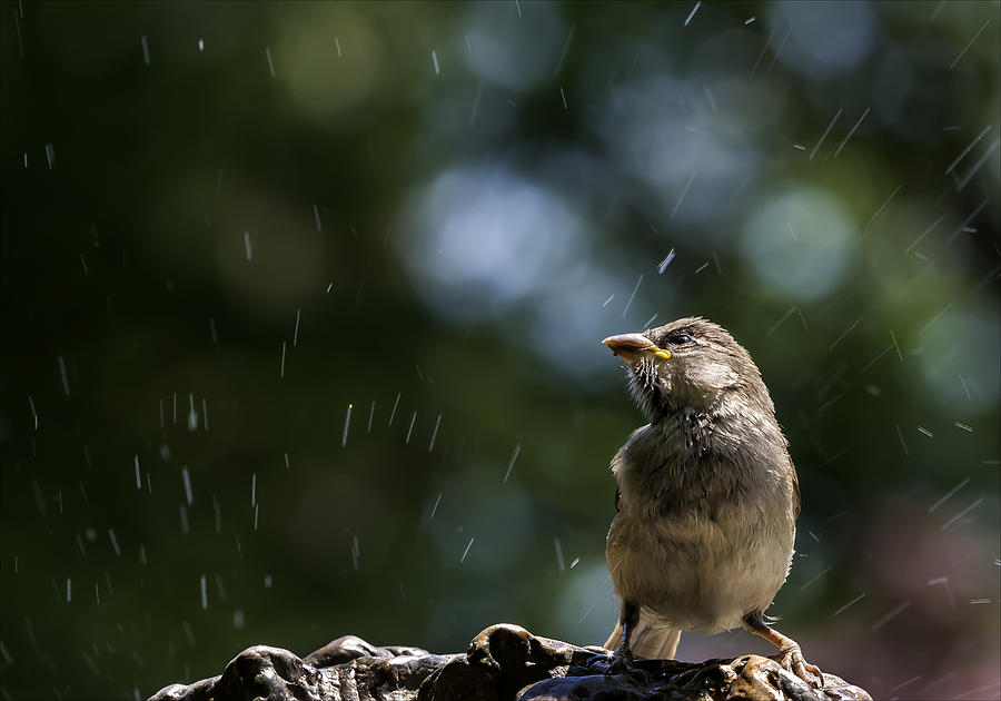 Wet Sparrow Photograph by Robert Ullmann