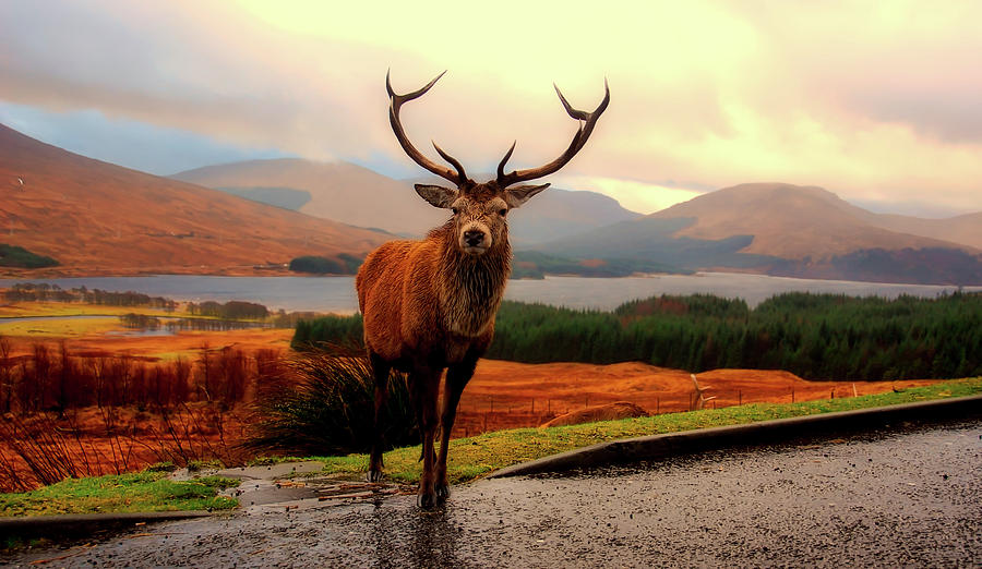 Deer Photograph - Wet Stag - Scotland by Mountain Dreams